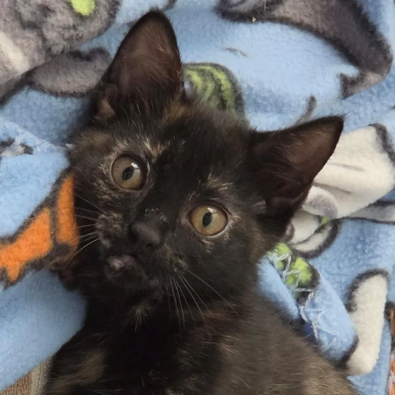 A baby small-sized female Tortoiseshell Domestic Medium Hair cat named Piper for adoption in South Elgin, IL