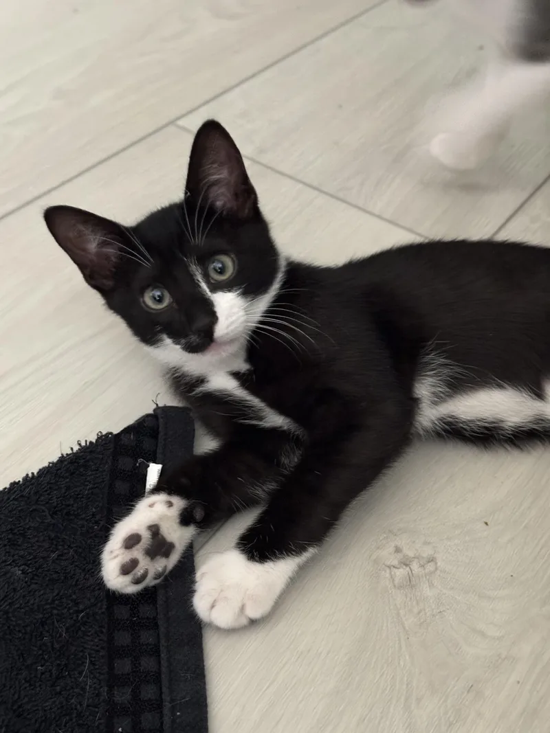 A baby small-sized male Black & White / Tuxedo Domestic Short Hair cat named Figaro for adoption in Youngtown, AZ