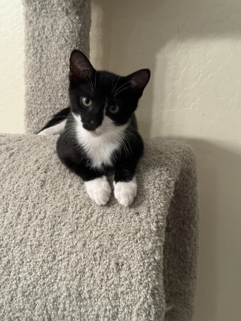 Figaro thumbnail 2