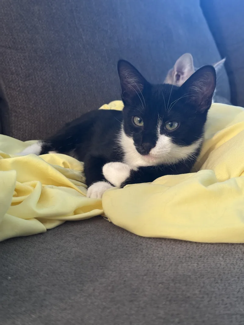Figaro thumbnail 3