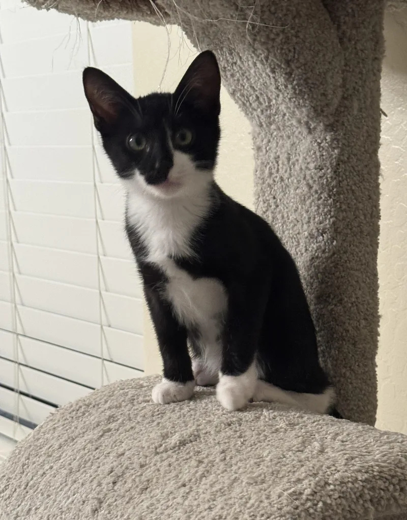 Figaro thumbnail 4