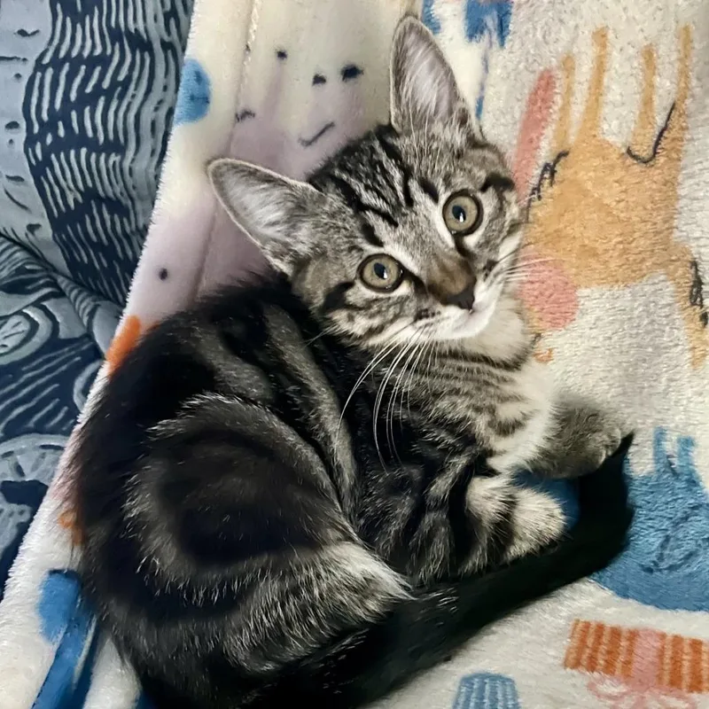 A baby medium-sized female Domestic Short Hair cat named Biscotti for adoption in Denver, CO