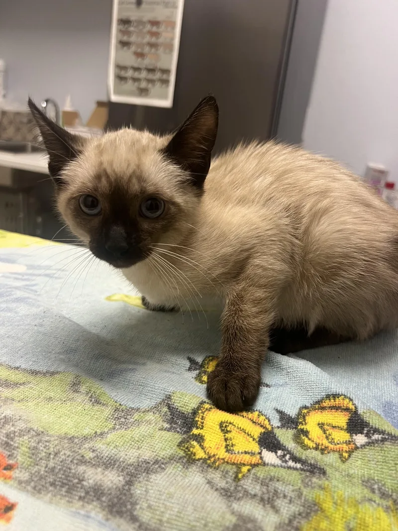 A baby small-sized female Siamese cat named Jelly for adoption in Chico, CA