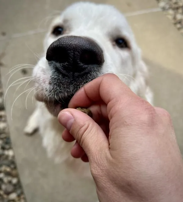 Polar Bear