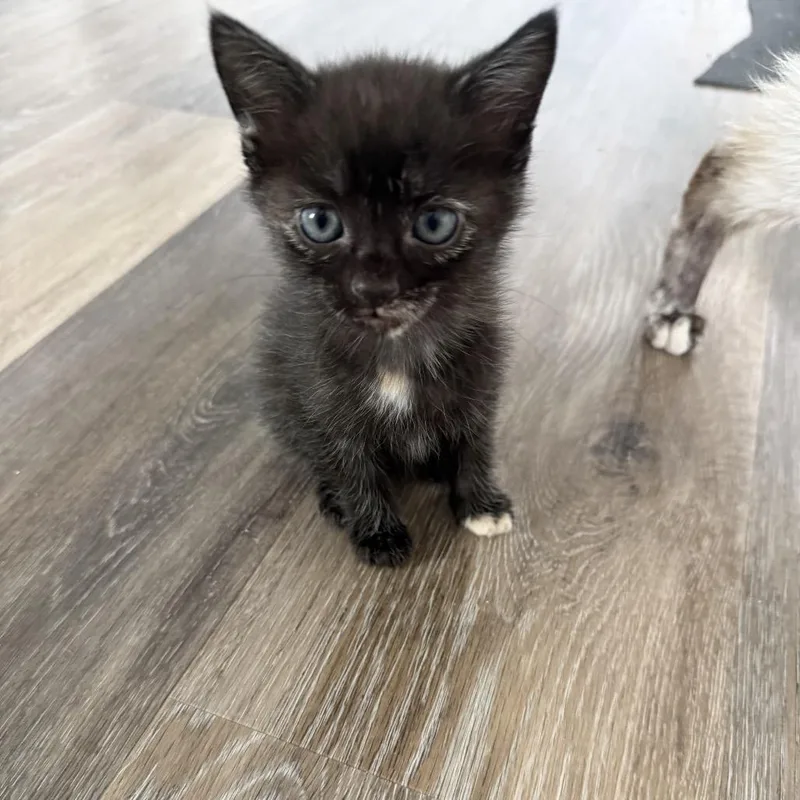 A baby small-sized female Black Domestic Short Hair cat named Shadow for adoption in Tustin, CA