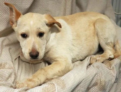 A young medium-sized female Shepherd dog named Vesper for adoption in Thief River Falls, MN