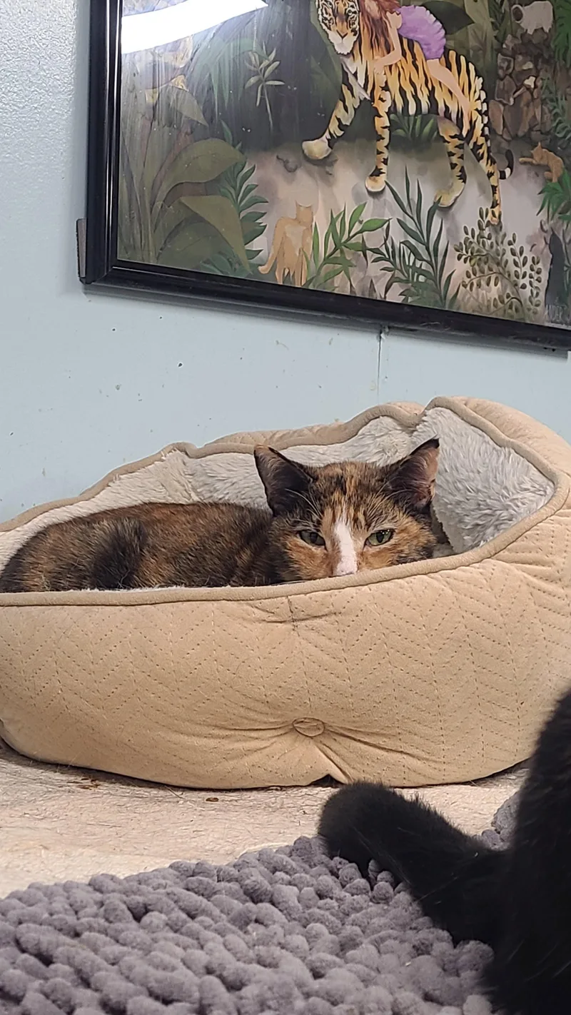 An adult medium-sized female Calico Domestic Short Hair cat named Cola for adoption in Norfolk, VA