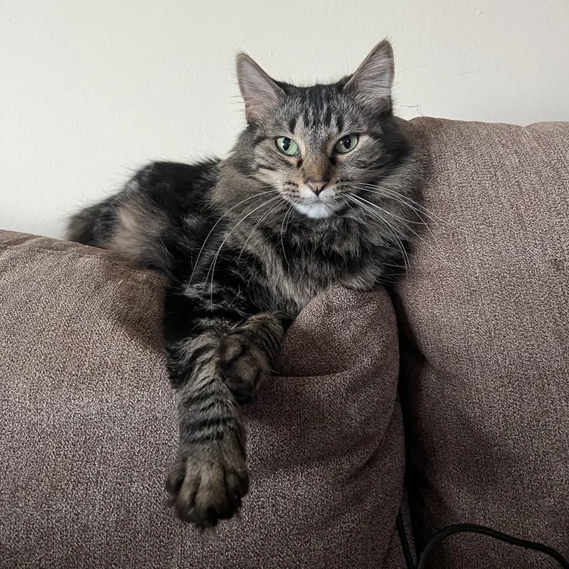A senior small-sized female Brown / Chocolate Domestic Long Hair cat named Peanut  Home To for adoption in South Elgin, IL