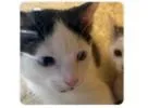 A baby small-sized male Domestic Short Hair cat named Pepper for adoption in Washington, DC