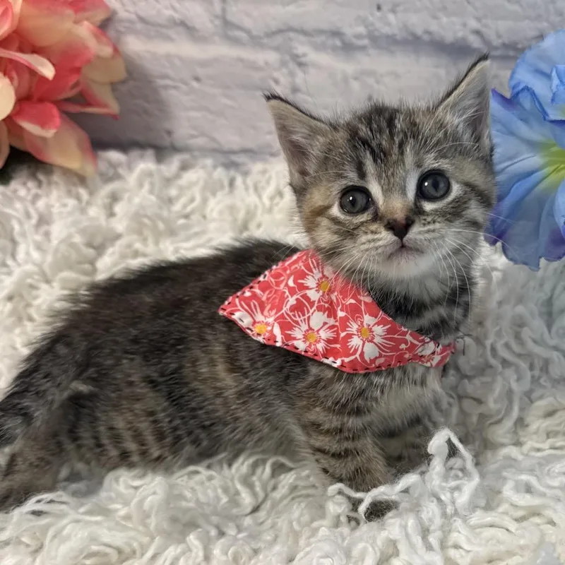 A baby small-sized male Brown / Chocolate Domestic Short Hair cat named Silas for adoption in Harrisonburg, VA