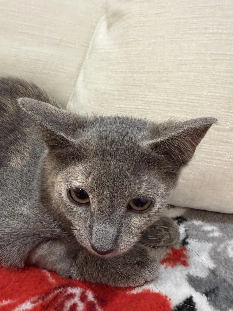 A baby medium-sized female Tortoiseshell Domestic Short Hair cat named Sapphire for adoption in North Haledon, NJ