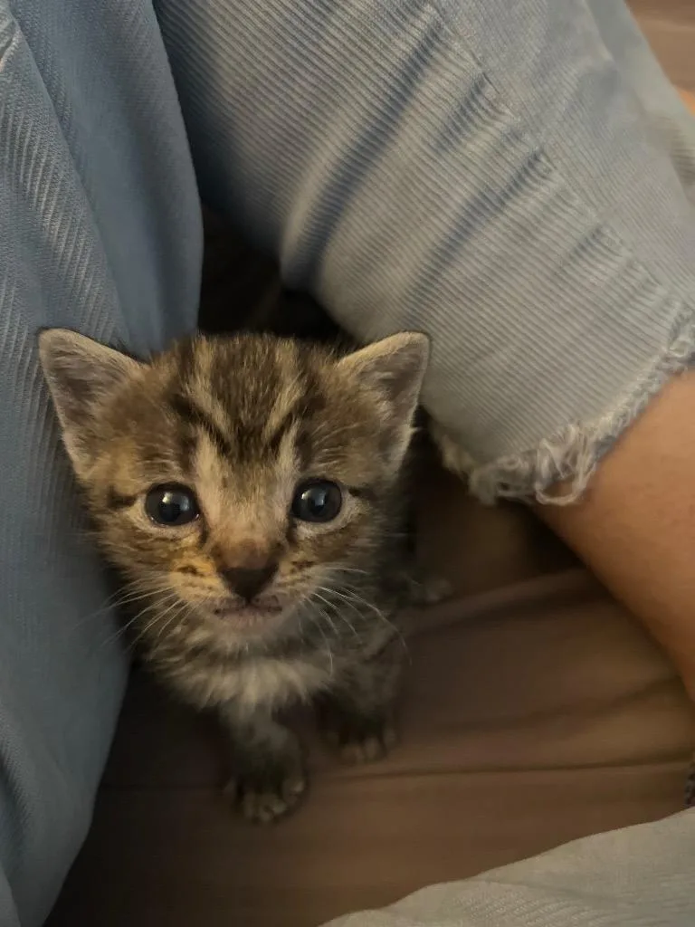 A baby small-sized male Domestic Short Hair cat named Archer for adoption in HUNTINGTON BEACH, CA