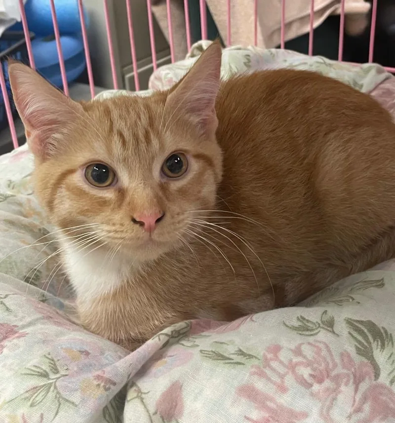 A baby small-sized male Domestic Medium Hair cat named Sherbert for adoption in Westfield, NY