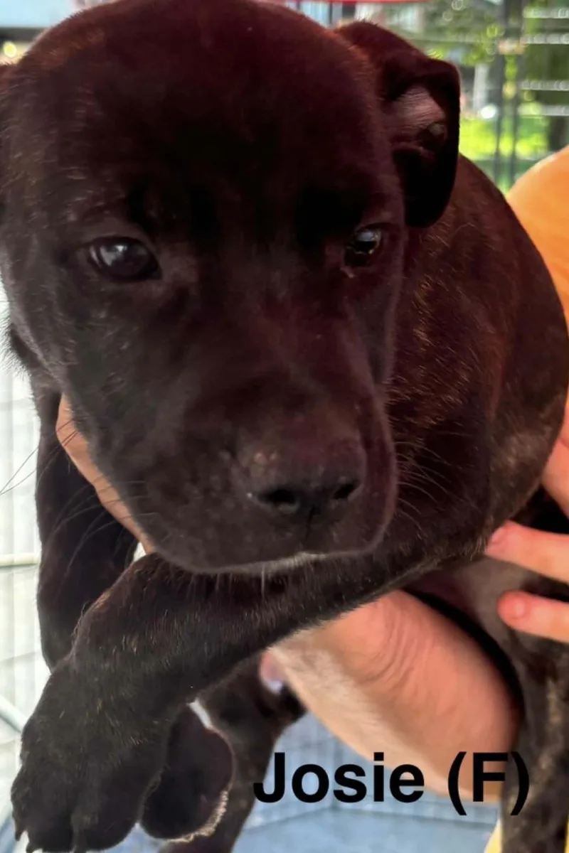 A baby medium-sized female Brindle Labrador Retriever dog named Josie for adoption in Parma, OH