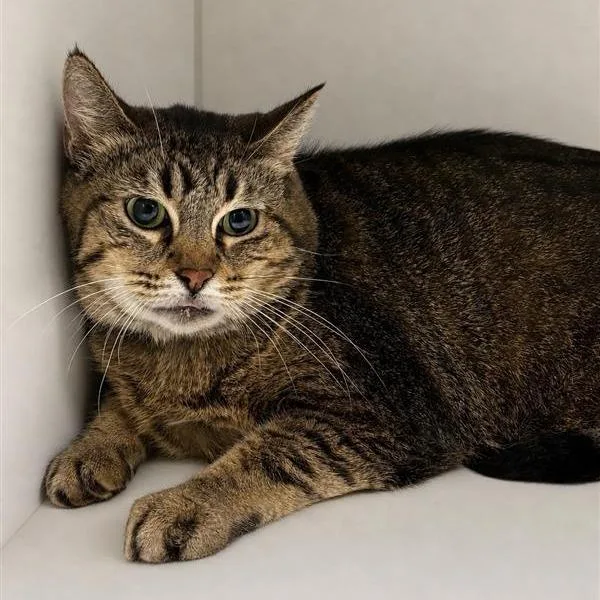 A senior extra large-sized female Brown / Chocolate Domestic Short Hair cat named Mrs. Potato for adoption in Hawthorne, CA