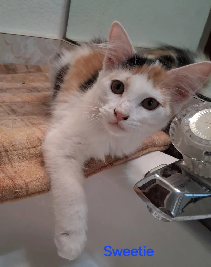 Sweety