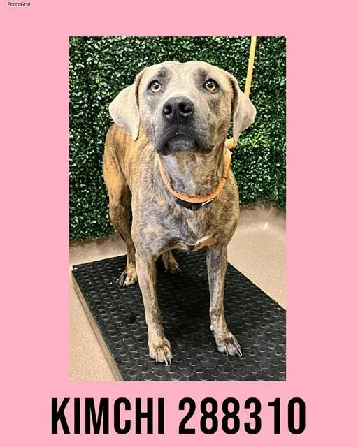 A young large-sized female Mixed Breed dog named Kimchi for adoption in Macon, GA