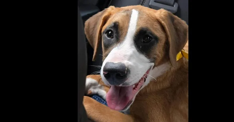 A baby large-sized male Tricolor (Brown, Black, & White) Boxer dog named Boxer Brothers: Hayden for adoption in Dallas, TX