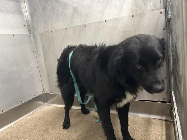 An adult medium-sized male Border Collie dog named Pepper for adoption in San Bernardino, CA