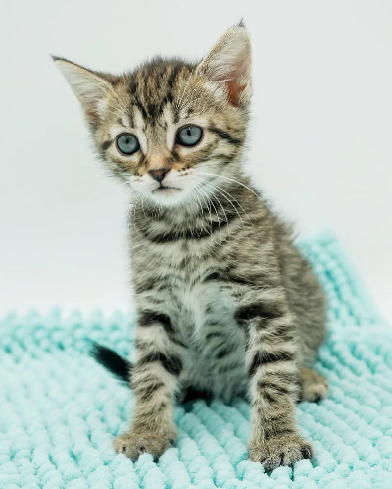 A baby small-sized female Tabby (Brown / Chocolate) Bengal cat named Luna Is A Teeny for adoption in Bedford Hills, NY