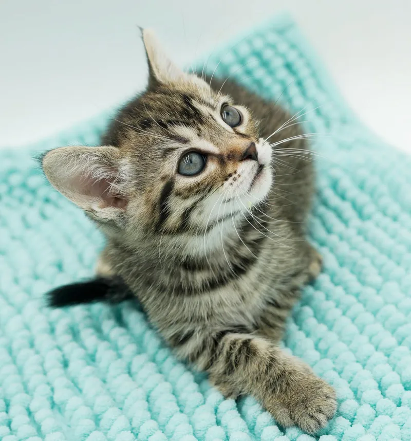 Luna Is A Teeny thumbnail 4