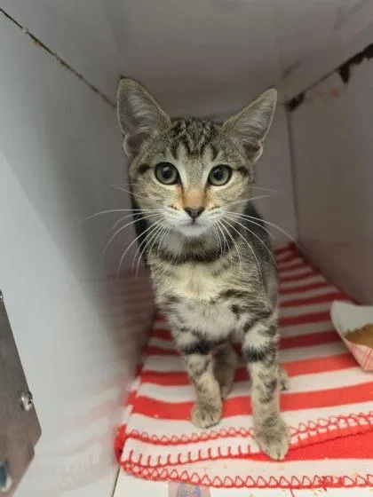 A young small-sized female Domestic Short Hair cat named Ice Cream for adoption in Roseville, CA