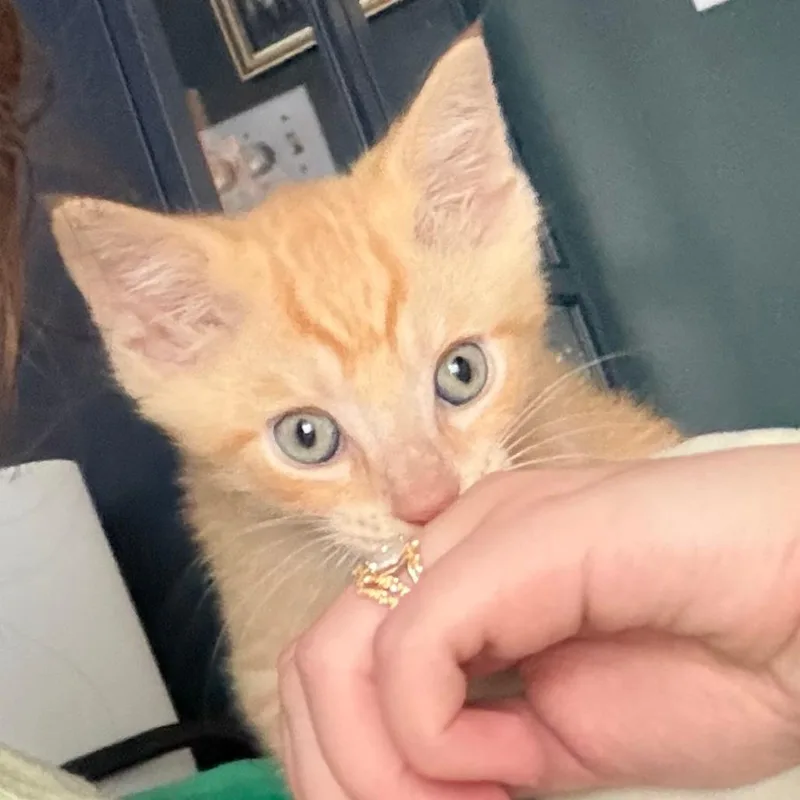 A baby small-sized male Domestic Short Hair cat named Little Foot for adoption in York, PA