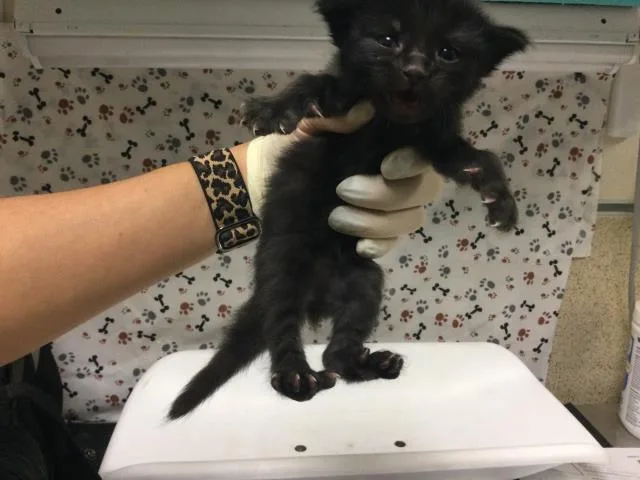 A baby small-sized male Domestic Short Hair cat named Mustkteere for adoption in Riverside, CA