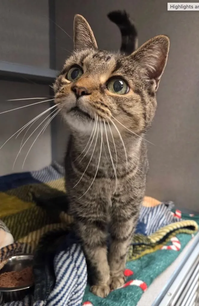 A young medium-sized female Domestic Short Hair cat named Neptune for adoption in Liverpool, NY