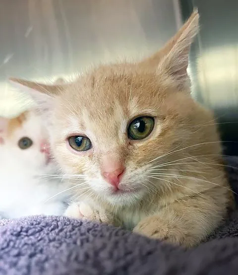 A baby medium-sized male Tabby (Orange / Red) Domestic Short Hair cat named Chard for adoption in Nashville, TN