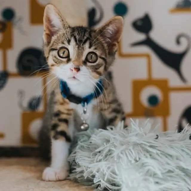 A baby medium-sized male Tabby (Brown / Chocolate) Domestic Short Hair cat named Juan Solo for adoption in Kentwood, MI