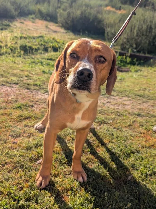 Benito