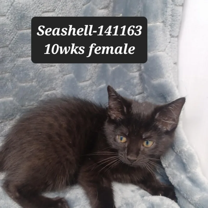A baby small-sized female Domestic Short Hair cat named Seashell for adoption in New Tazewell, TN