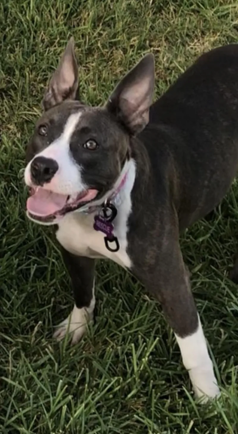 Daisy thumbnail 3