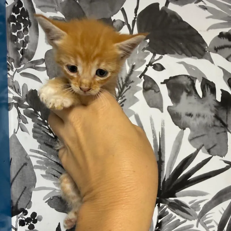 A baby small-sized male Orange / Red Domestic Short Hair cat named Pumpernickel for adoption in Wahiawa, HI