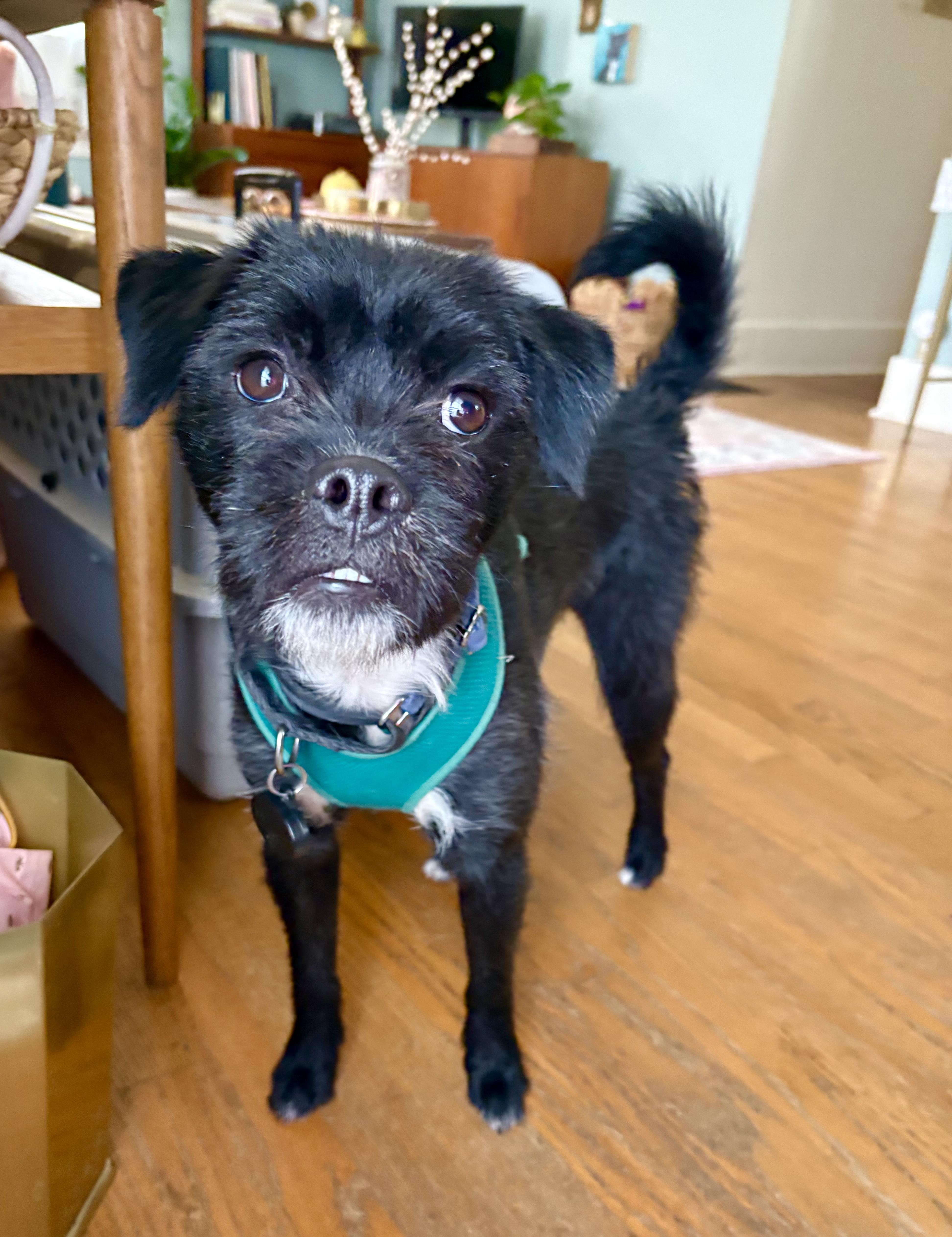 Snickers thumbnail 3