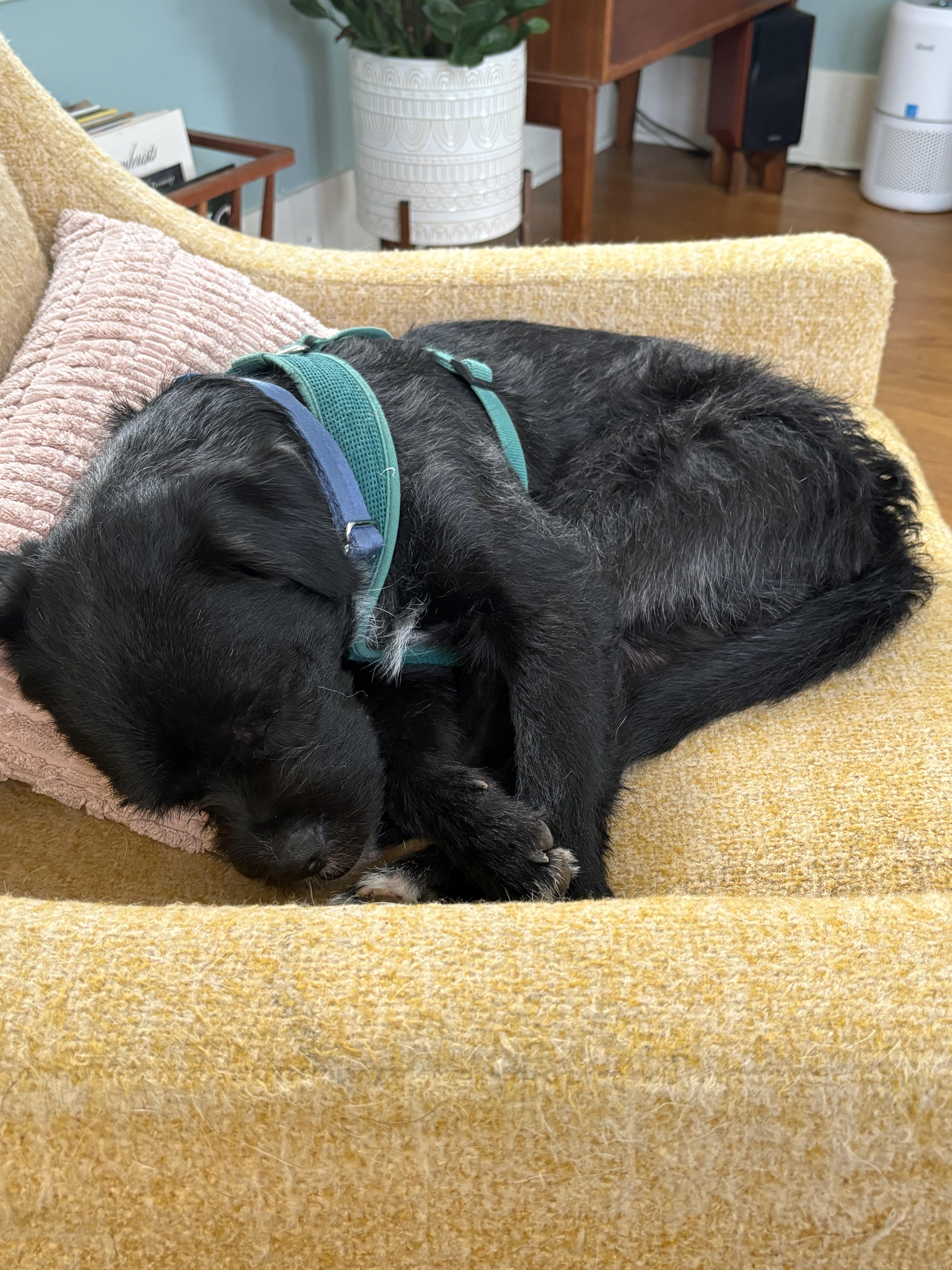 A young small-sized male Gray / Blue / Silver Shih Tzu dog named Snickers for adoption in tigard, OR