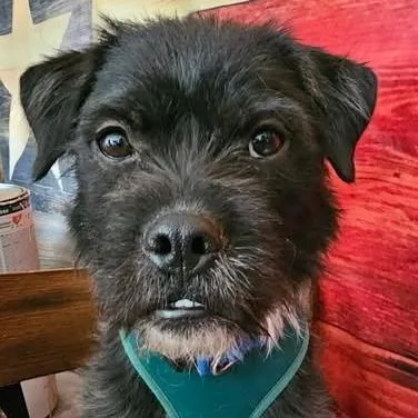 Snickers thumbnail 5