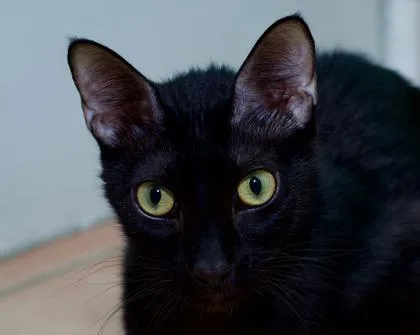 An adult medium-sized male Domestic Short Hair cat named Nickel for adoption in North Miami Beach, FL