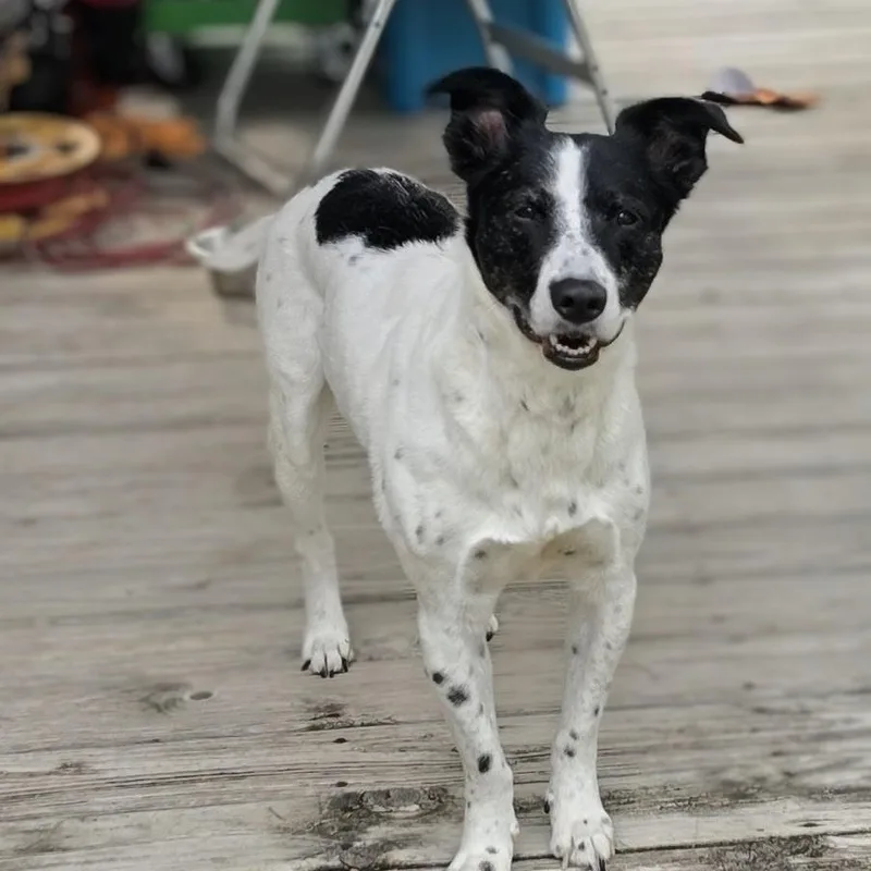 A senior medium-sized female White / Cream Border Collie dog named Lacy for adoption in Cleveland, TX
