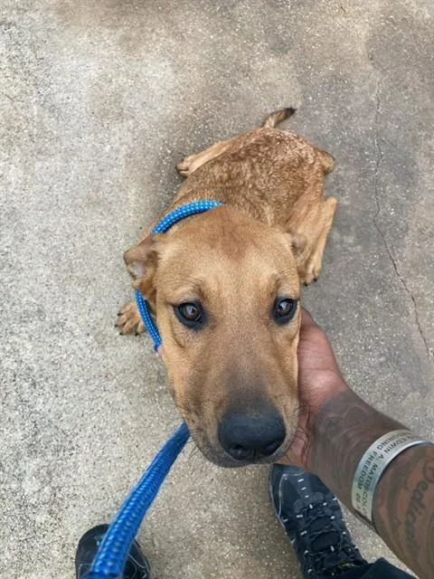A baby large-sized female Mixed Breed dog named Bossie for adoption in Dallas, TX