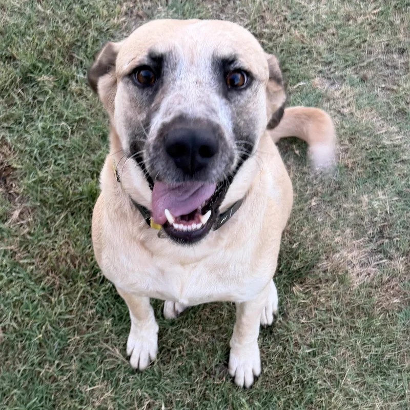 A young medium-sized female Great Pyrenees dog named Smiley for adoption in Krum, TX