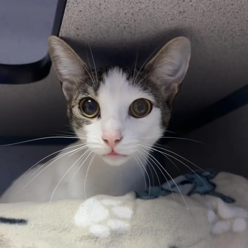 A young medium-sized female Domestic Short Hair cat named Michi for adoption in Santa Barbara, CA