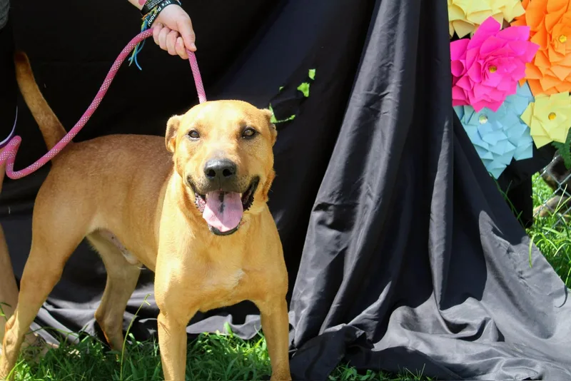 An adult large-sized male Black Mouth Cur dog named Amos for adoption in Jacksonville, TX