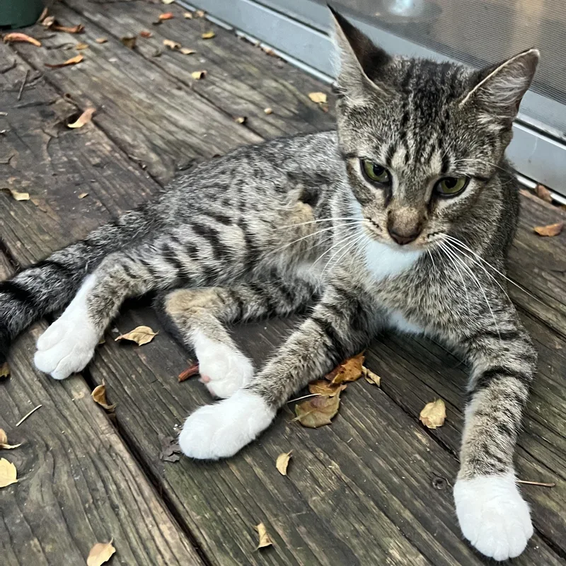 A young medium-sized female Gray & White Tabby cat named Babyman for adoption in Houston, TX