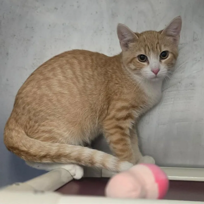 A baby medium-sized male Domestic Short Hair cat named Cheddar for adoption in Sunrise Beach, MO