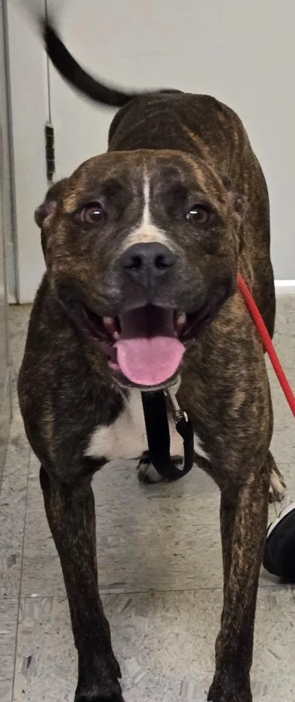 A young medium-sized female Terrier dog named Maxine for adoption in Sandusky, OH
