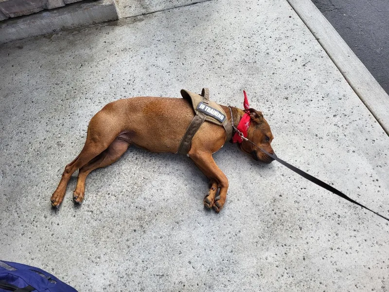 Lucy I'm Home! Part thumbnail 3