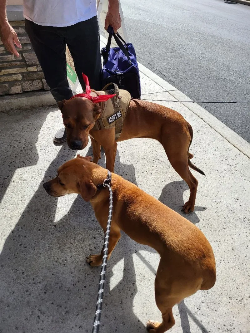 Lucy I'm Home! Part thumbnail 5