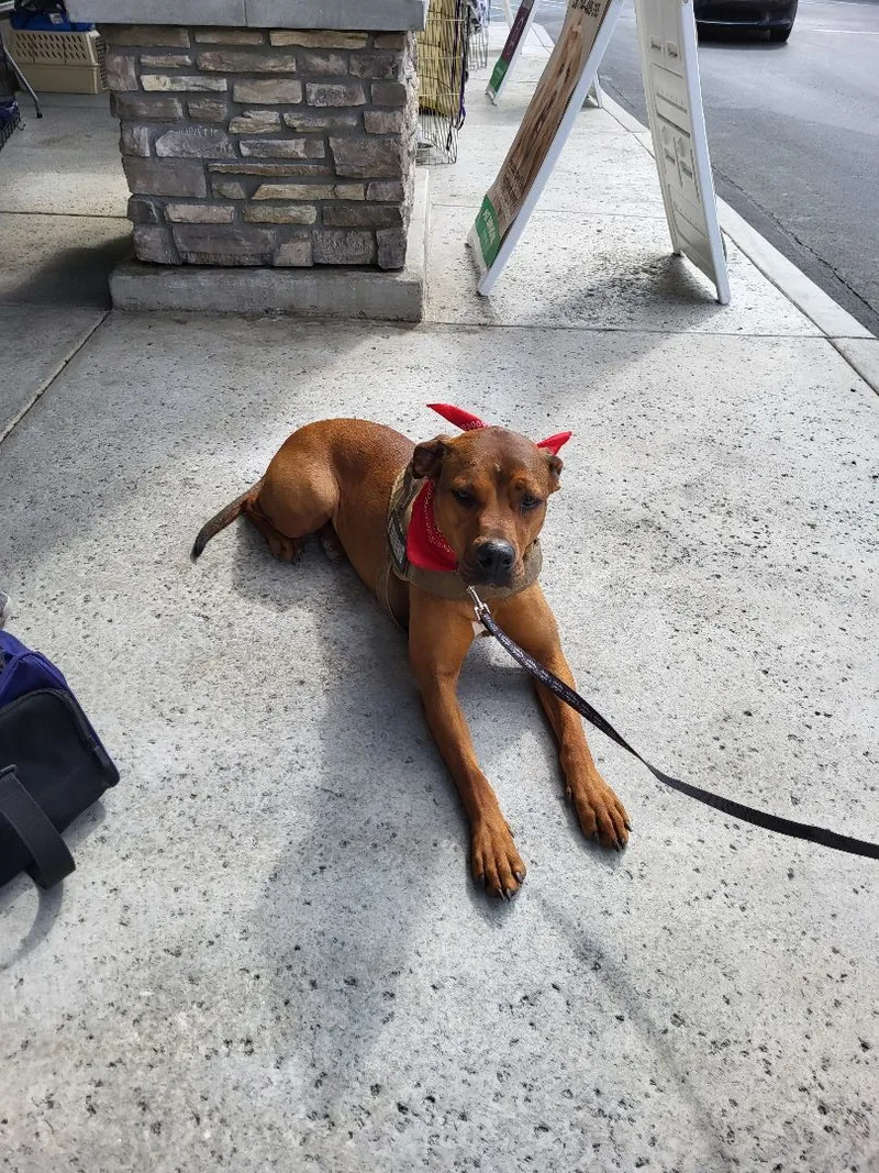 Lucy I'm Home! Part thumbnail 6